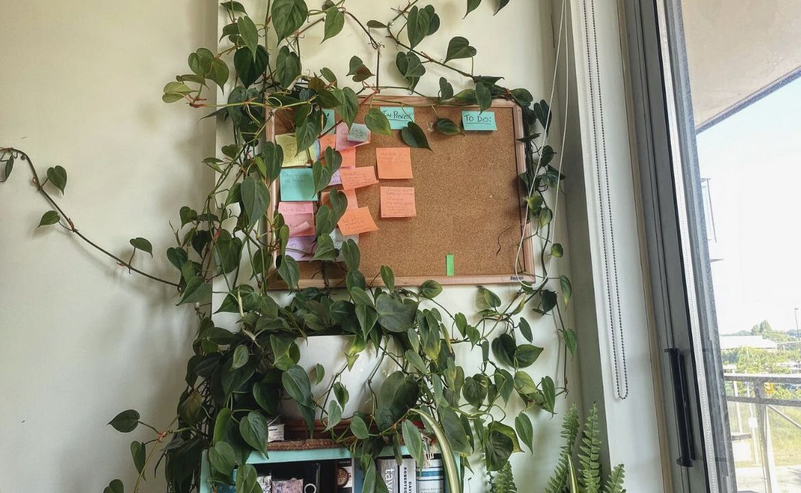 a photo of a corkboard on a wall next to a tall window. The board is half-full with different colored post-it notes and completely surrounded by the growth of a lush potted pothos on a shelf just below